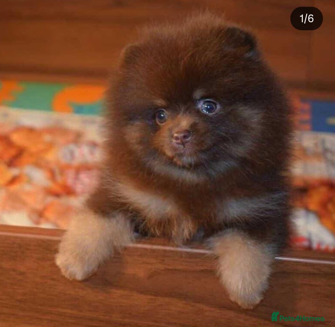 Pomeranian dogs for sale: 🧸💥 TOPQUALITY XXS UNIQUE POMERANIAN PUPPIES 🧸💥 - Image 18
