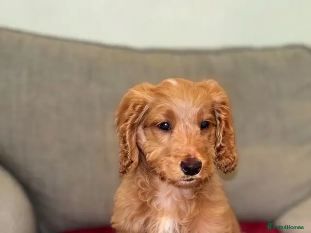Poochon dogs Beautiful cockapoo puppies - Advert 2