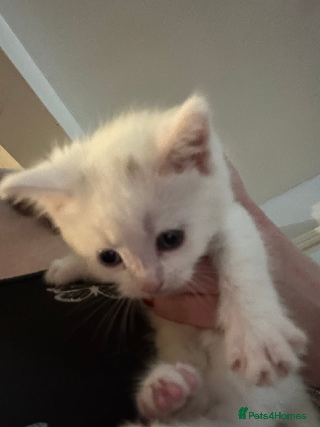 Mixed Breed cats for sale: Maine coon x kittens - Image 8