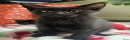 Mixed Breed cats for sale: Very beautiful kitten  in Chester - Advert 4