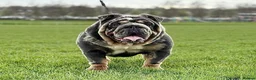 English Bulldog dogs for sale: Bulldog - Advert 26