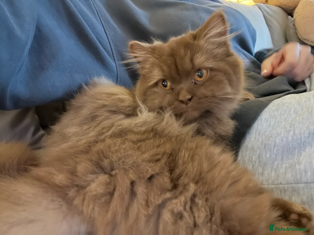British Longhair cats for sale: Cinnamon British long hair female  - Advert 7