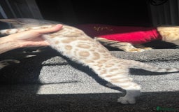 Bengal cats for sale: 🔥🏆OUTSTANDING SHOW BENGALS… READY 26th AUGUST💯 - Image 10
