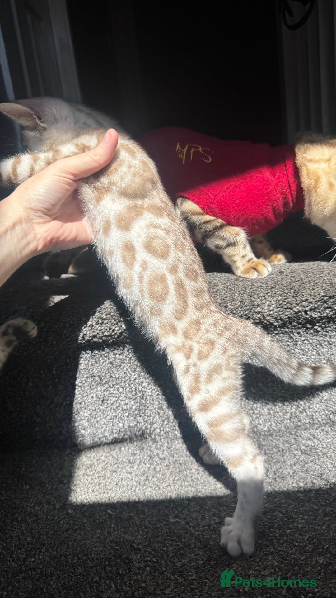 Bengal cats for sale: 🔥🏆OUTSTANDING SHOW BENGALS… READY 26th AUGUST💯 - Image 10