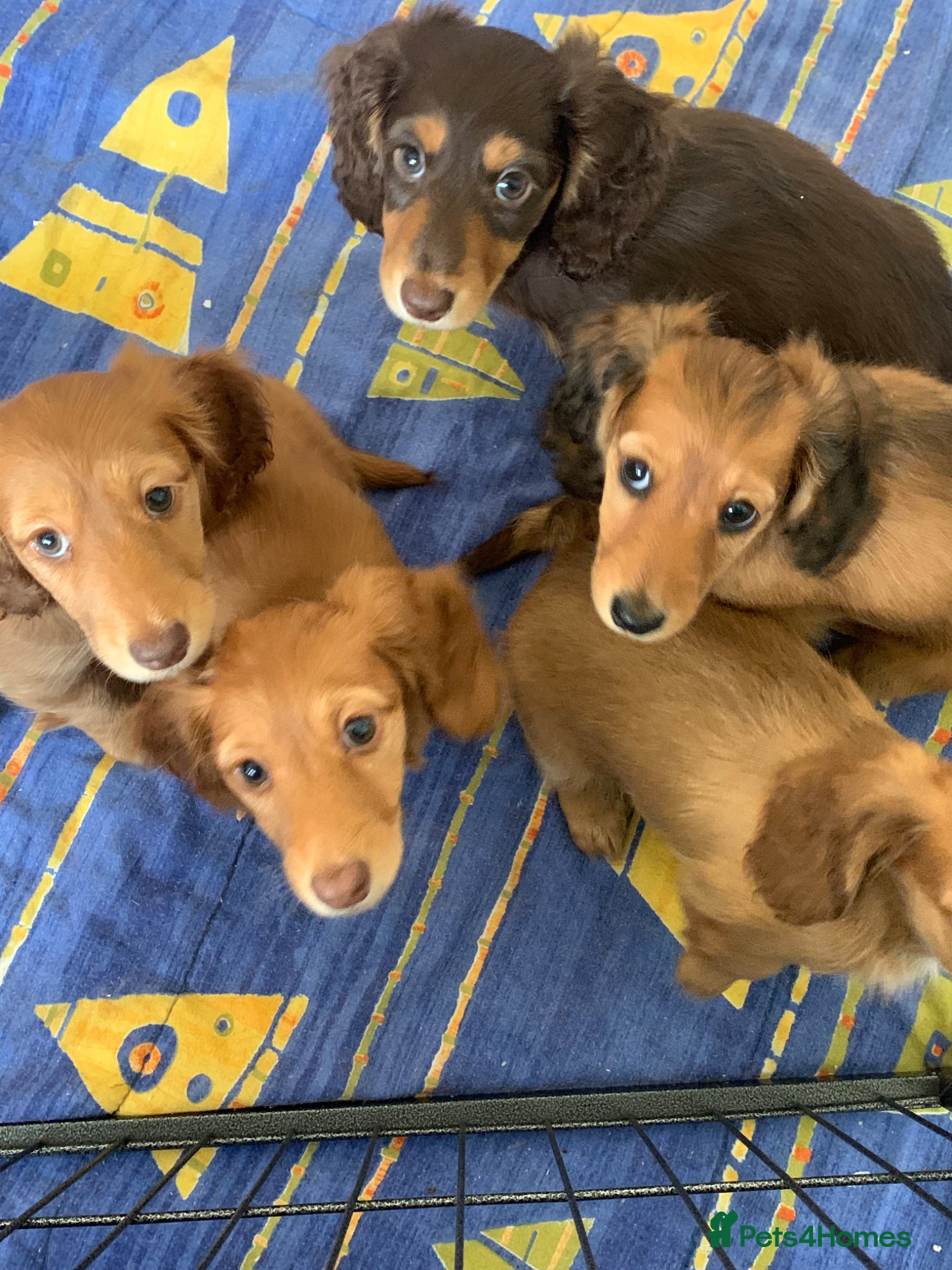 Dachshund dogs for sale: Last 2 Miniature longhaired dachshund Puppies - Advert 20