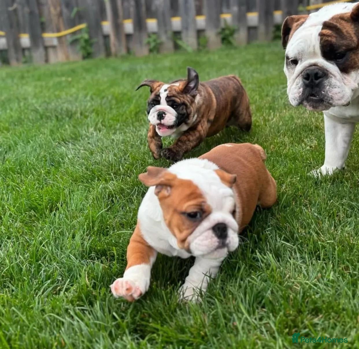 English Bulldog dogs Purebred English Bulldog puppies (3 girls-2 boys) - Advert 1