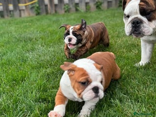 English Bulldog dogs Purebred English Bulldog puppies (3 girls-2 boys) - Advert 4