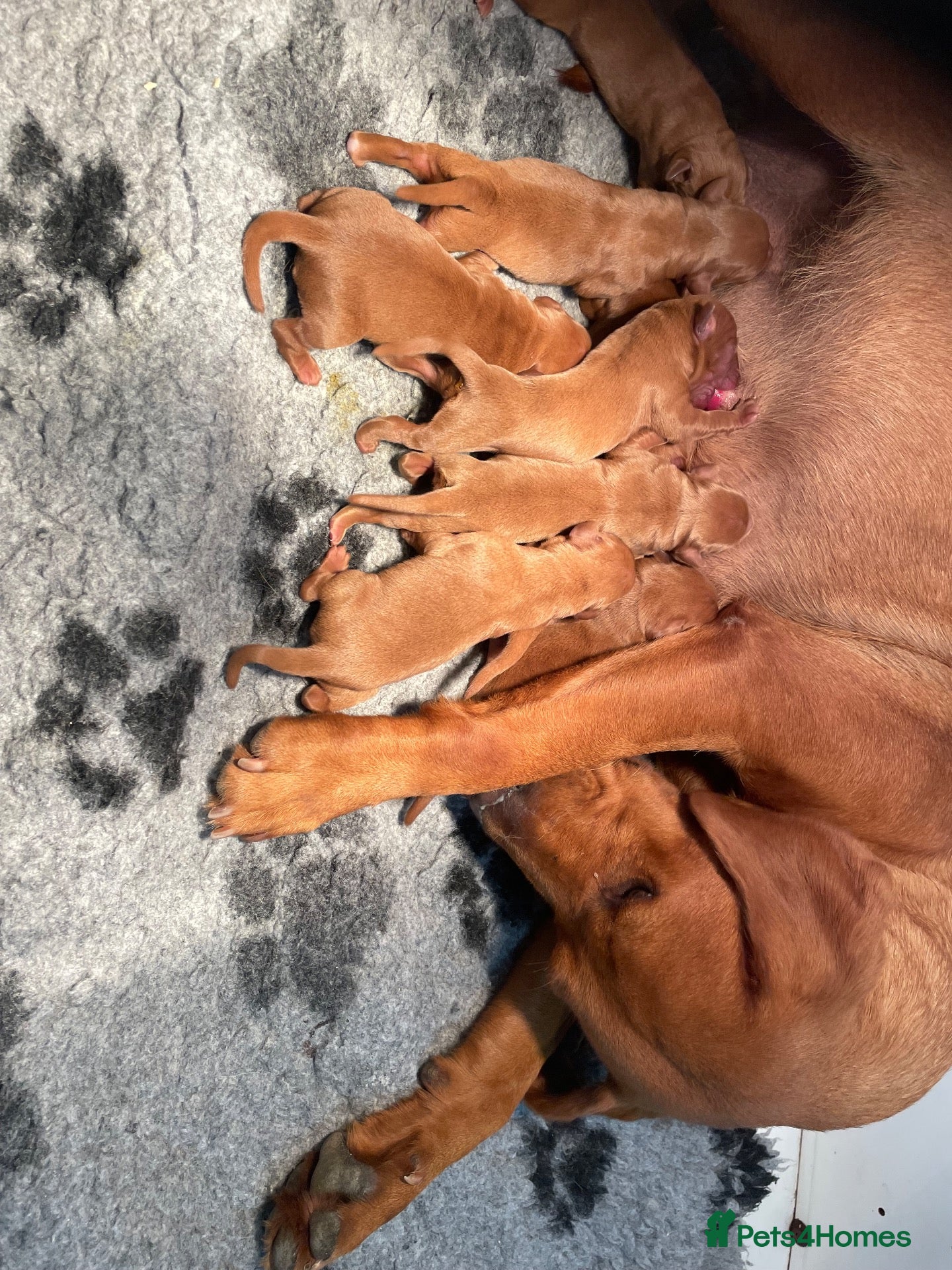 Labrador Retriever dogs Dark Fox Red Labrador Pups For Sale - Advert 2
