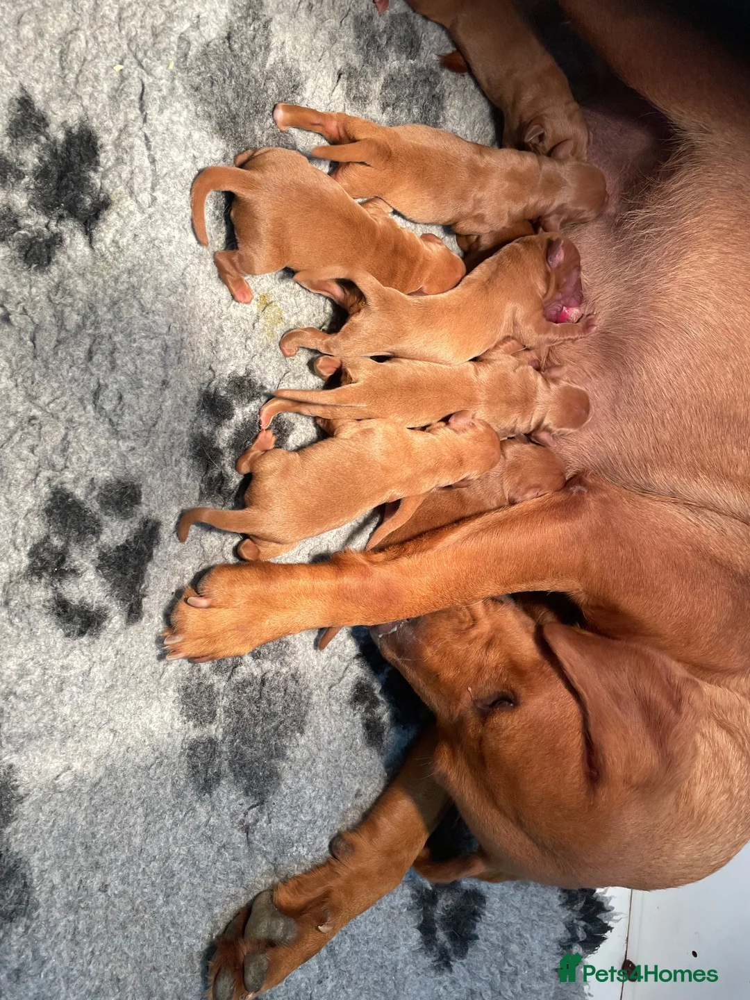 Labrador Retriever dogs for sale: Dark Fox Red Labrador Pups For Sale - Advert 2