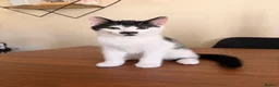 Mixed Breed cats for sale: Unique Female Kitten - Fully Vaccinated & Chipped  - Advert 2