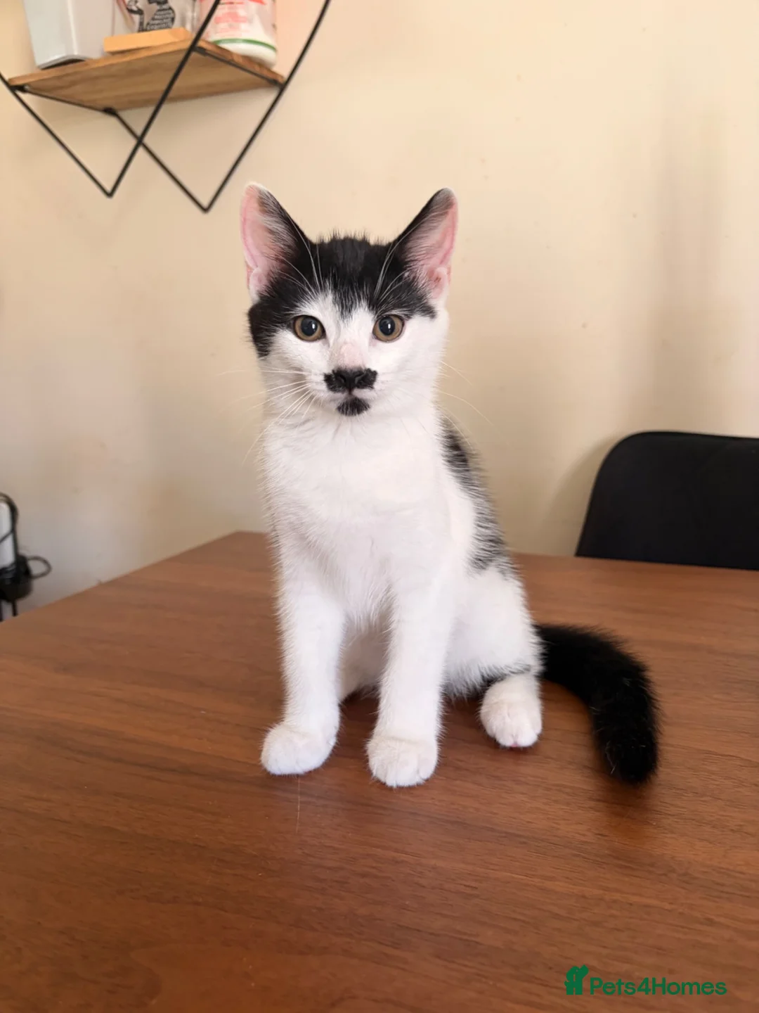 Mixed Breed cats for sale: Unique Female Kitten - Fully Vaccinated & Chipped  - Advert 2