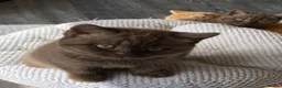 British Shorthair cats for stud: Cocobrownie Barley lilac stud to select females  - Advert 6