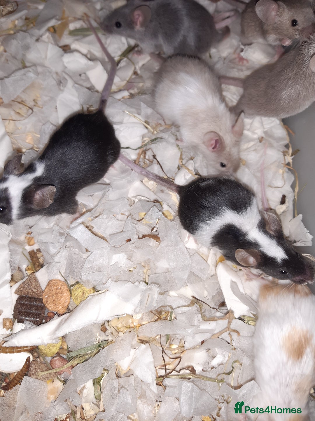 Mouse rodents for sale: Baby female fancy mice ready now - Advert 4