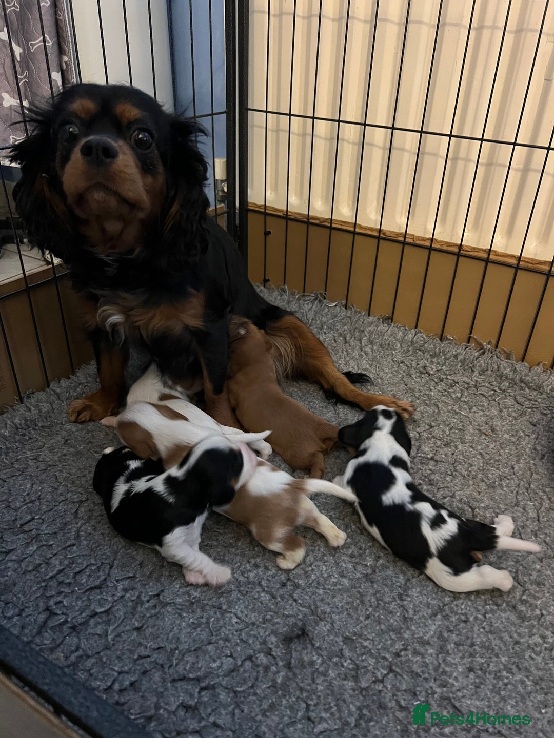 Cavalier King Charles Spaniel dogs for stud: CAVALIER TRI COLOUR STUD - HEALTH TESTED in Mablethorpe - Advert 7