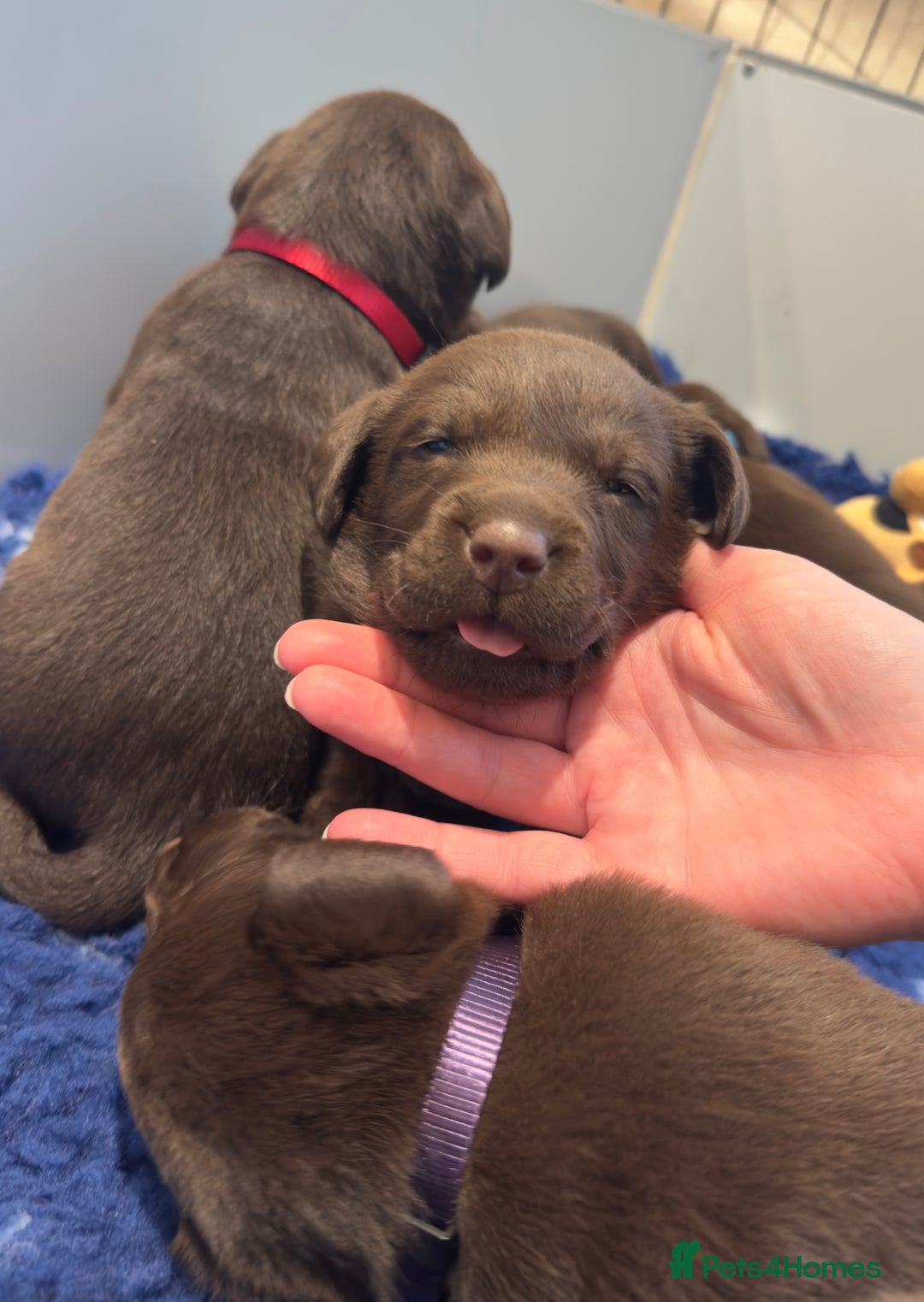 Labrador Retriever dogs for sale: Outstanding Quality Chocolate Labrador Puppies - Image 20