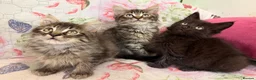 Maine Coon cats for sale: Maine Coon Absolutely  beautiful Kittens for Sale  - Advert 7