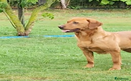 Labrador Retriever dogs for sale: 💥H/TESTED WORKING FOX RED LABRADORS FOR SALE💥 - Image 5