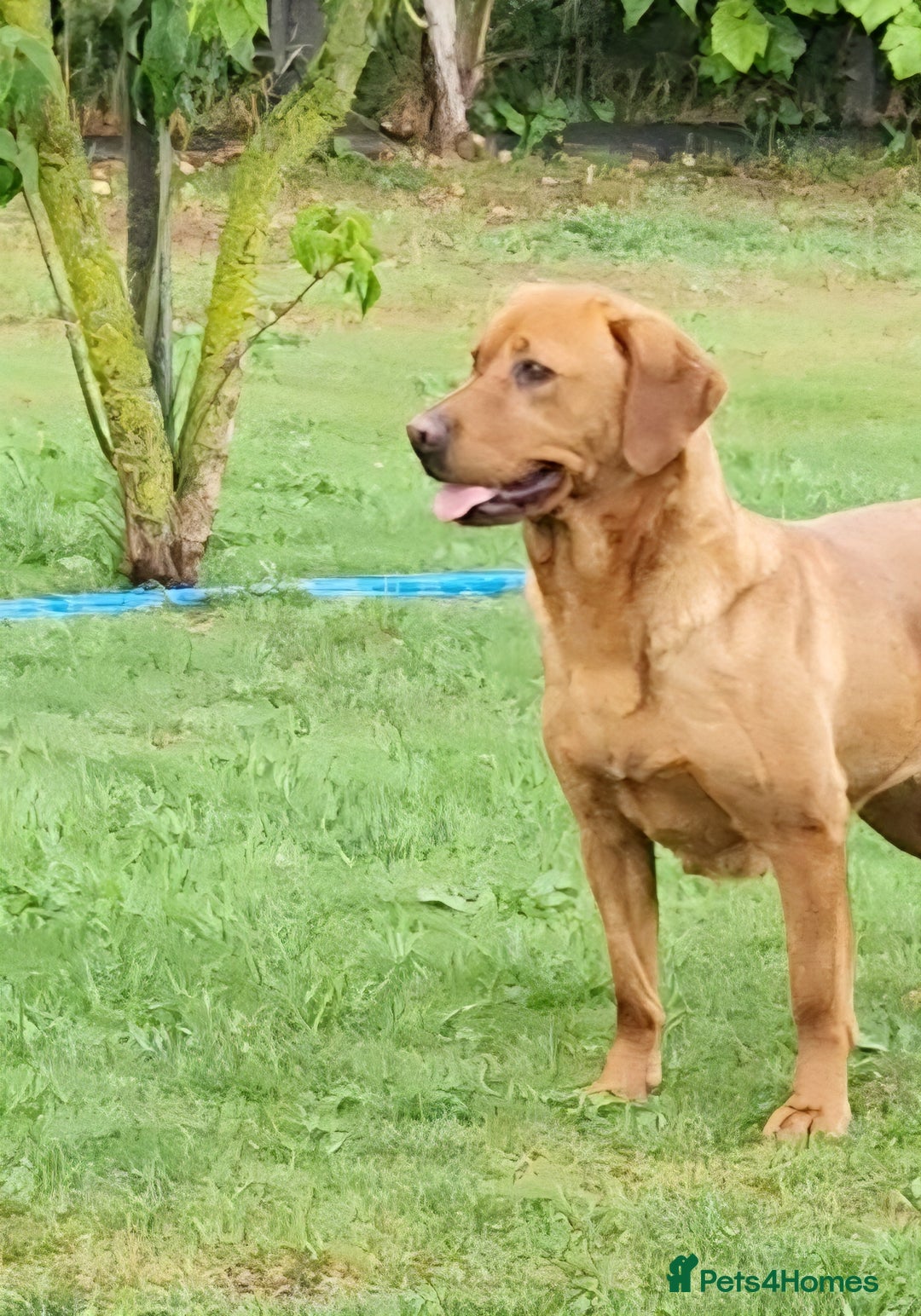 Labrador Retriever dogs for sale: 💥H/TESTED WORKING FOX RED LABRADORS FOR SALE💥 - Image 5