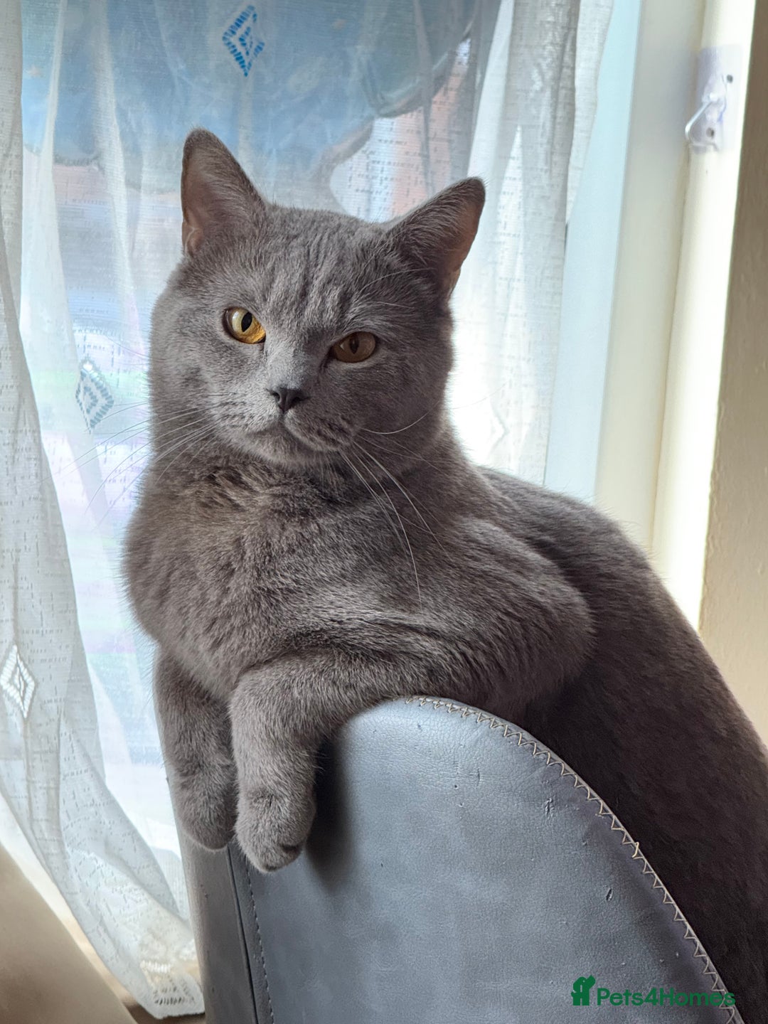 British Shorthair cats for sale: Blue British shorthair  - Image 13