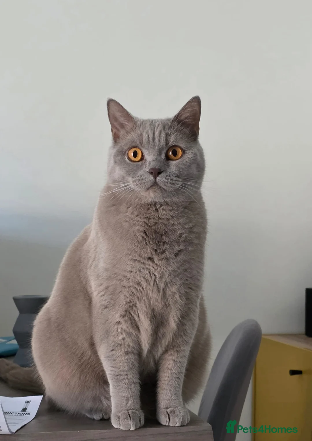 British Shorthair cats for sale: ** Sweet Little BSH Kitten ** - Advert 8
