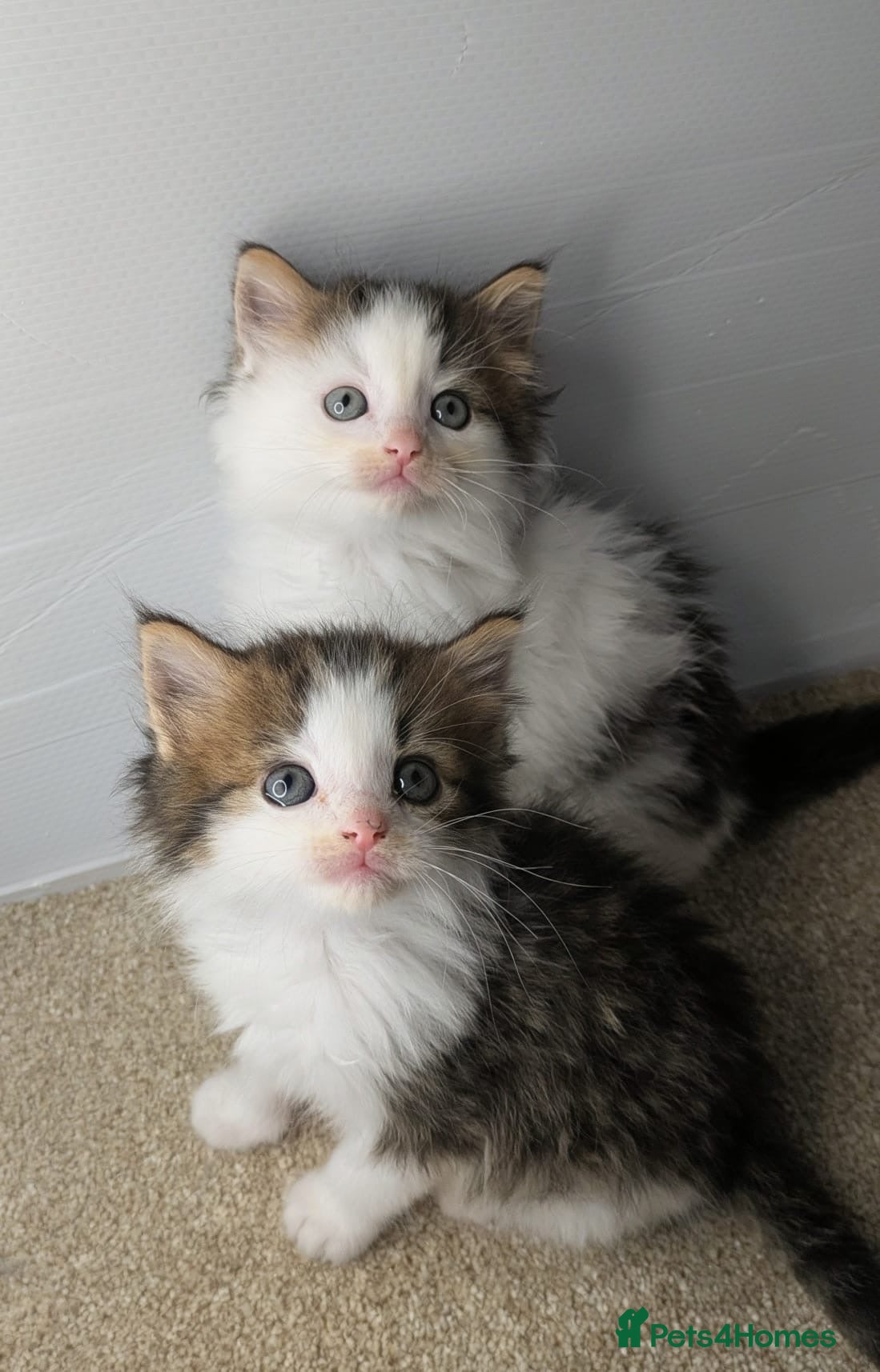 Maine Coon cats  Beautiful Maine coon kittens  - Advert 15