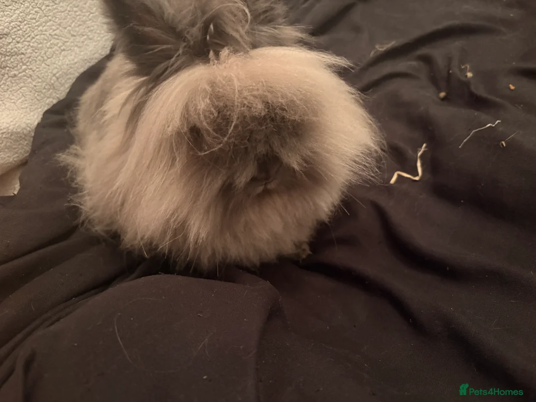 Lionhead rabbits for sale: Male lionhead for sale - Advert 4