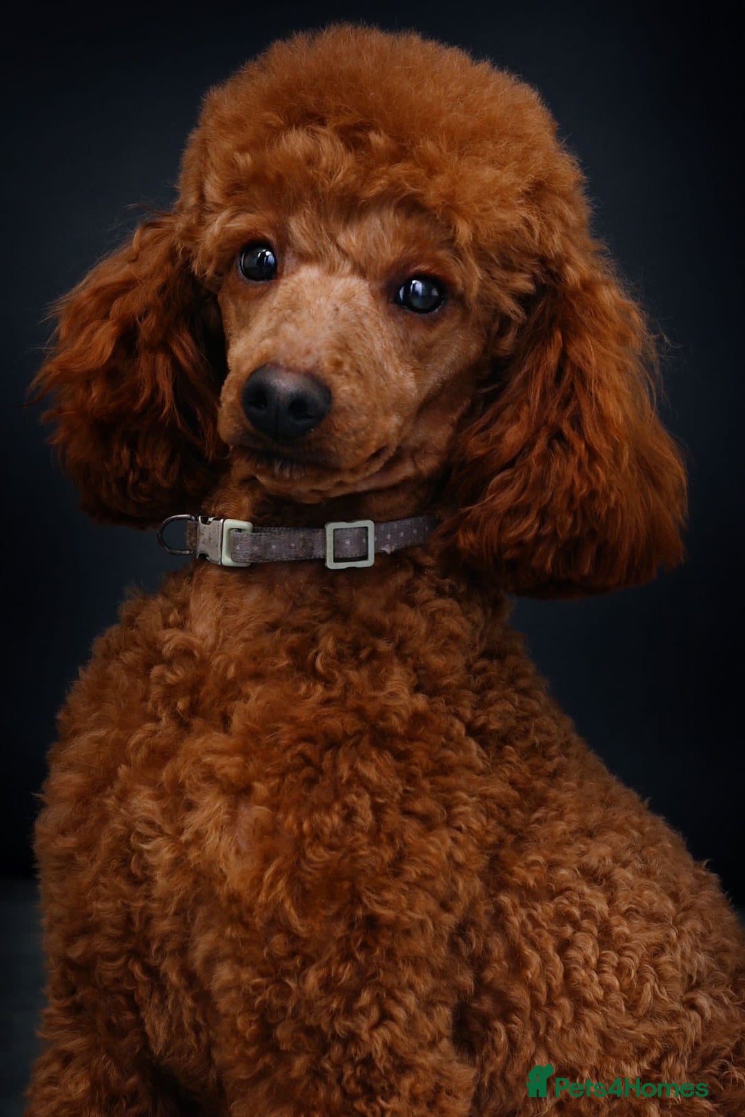 Mixed Breed dogs for sale: Border x poodle puppies - Advert 9