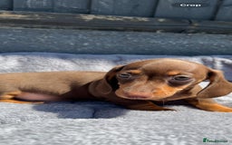 Miniature Dachshund dogs for sale: Kc mini dachshunds  - Image 12