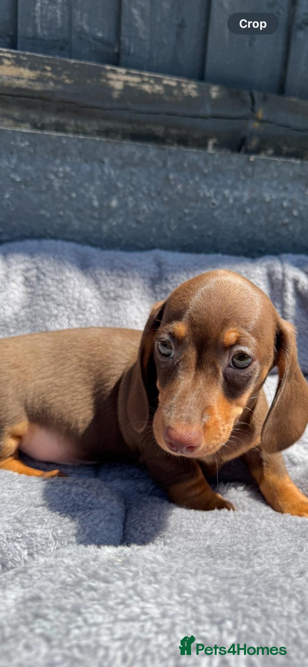 Miniature Dachshund dogs for sale: Kc mini dachshunds  - Image 12