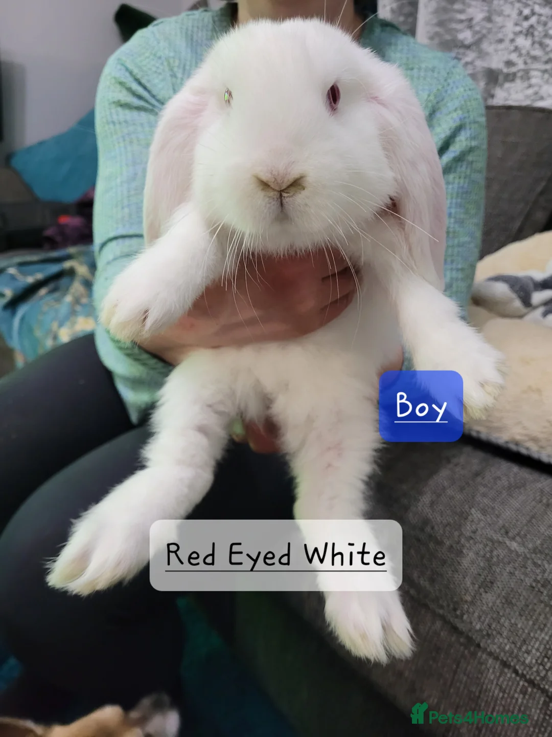 French Lop rabbits for sale: Pure Bred French Lop babies vaccinated with Yurvac - Advert 1