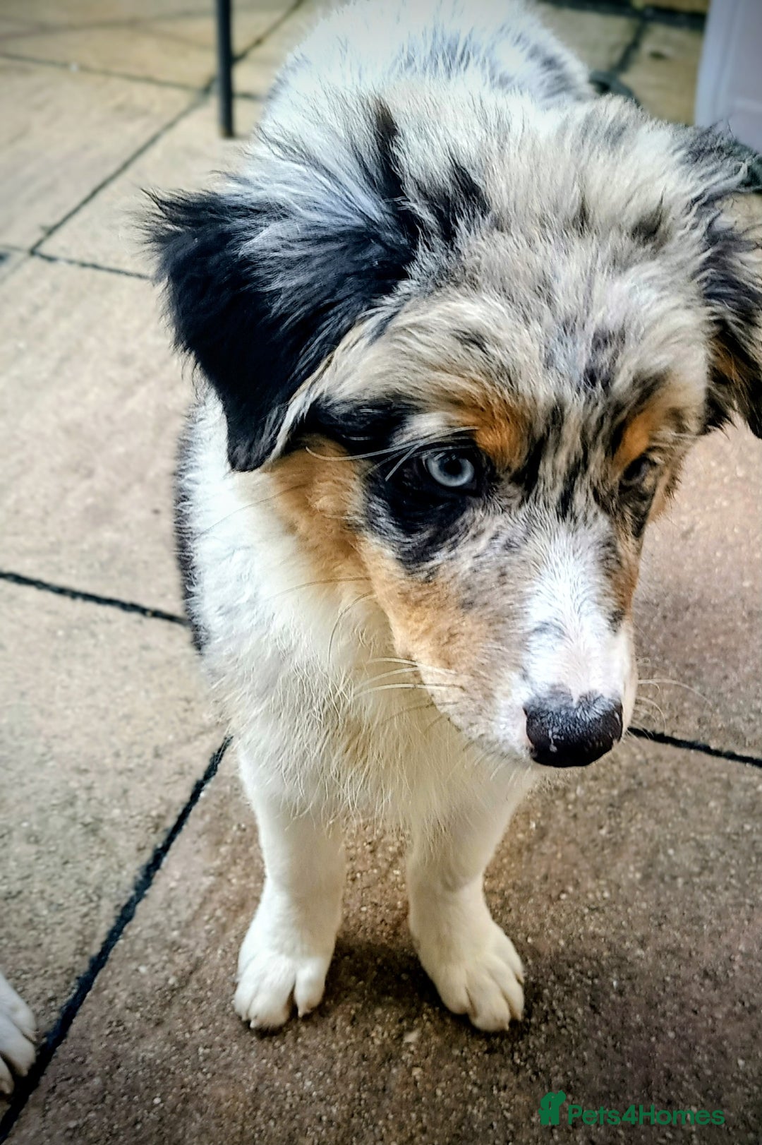 Australian Shepherd dogs for sale: Australian Shepherd puppies in Peterborough - Image 4