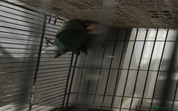 Lovebirds birds for sale: Lovebirds and Budgies for sale  - Image 5