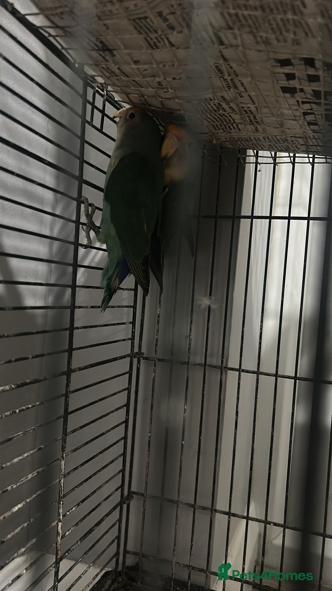 Lovebirds birds for sale: Lovebirds and Budgies for sale  - Image 5