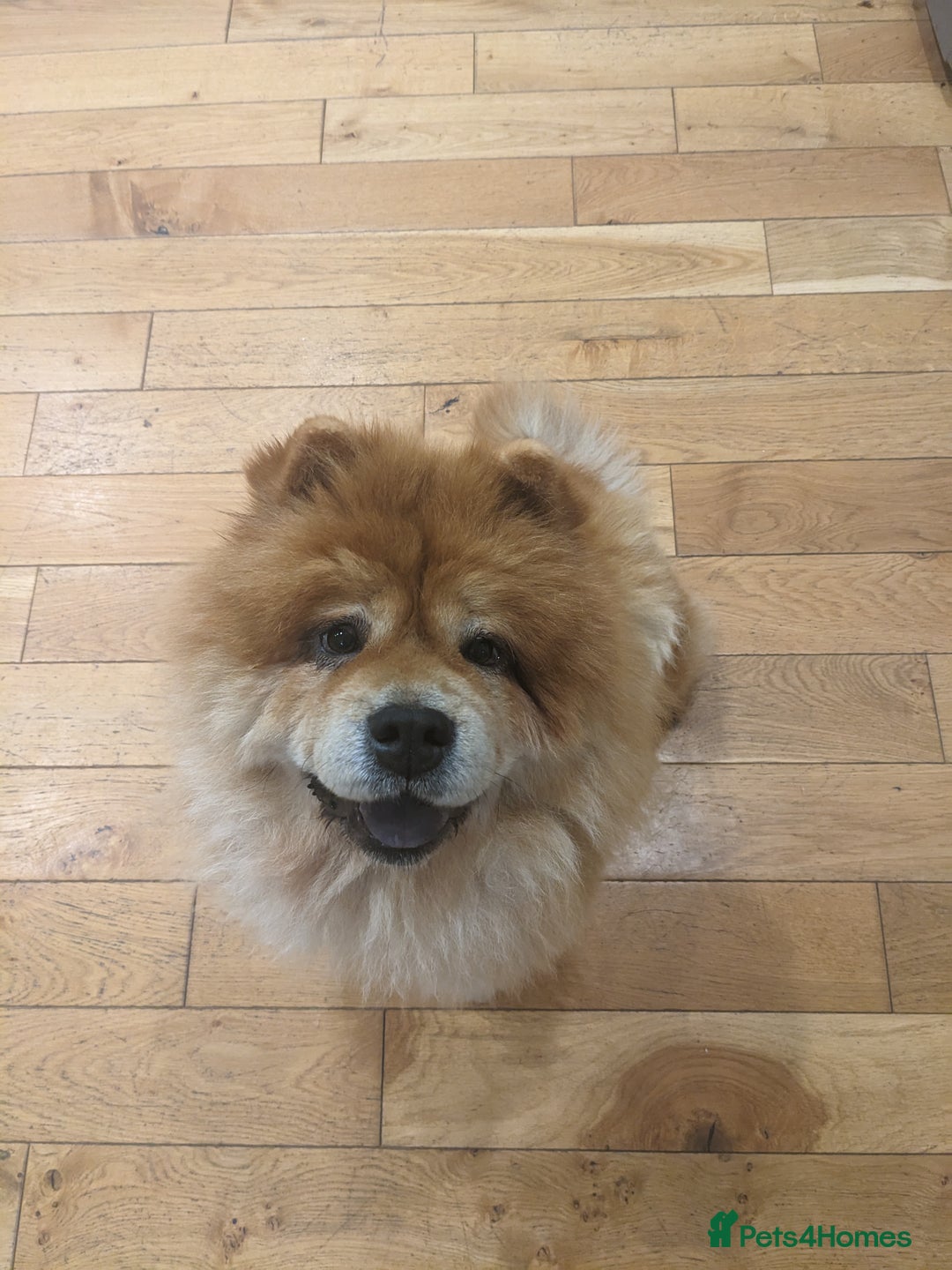 Chow Chow dogs for sale: 5 year old Female Chow Chow for Rehoming - Advert 4