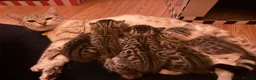 Bengal cats for sale: Cashmere coat bengals - Advert 1