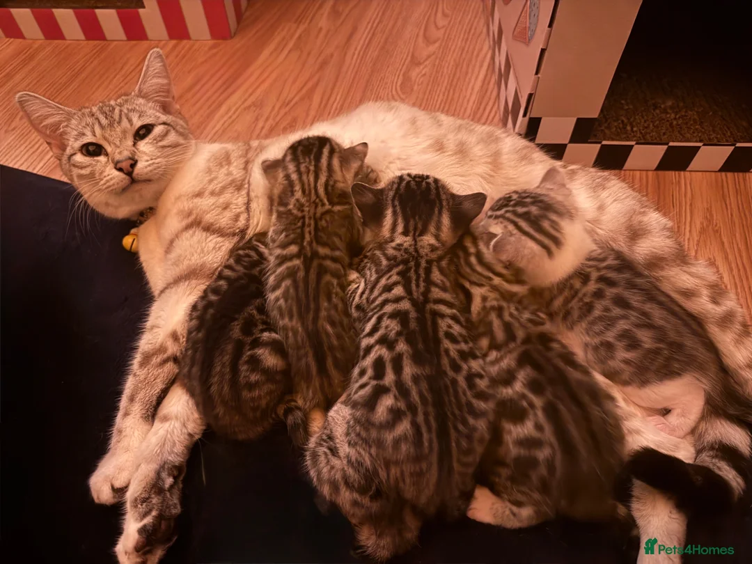 Bengal cats for sale: Cashmere coat bengals - Advert 1