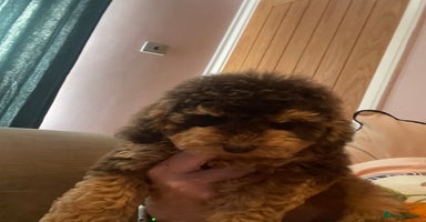 Cockapoo dogs - Advert 13