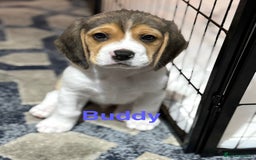 Beagle dogs for sale: Beagle puppies - Image 5
