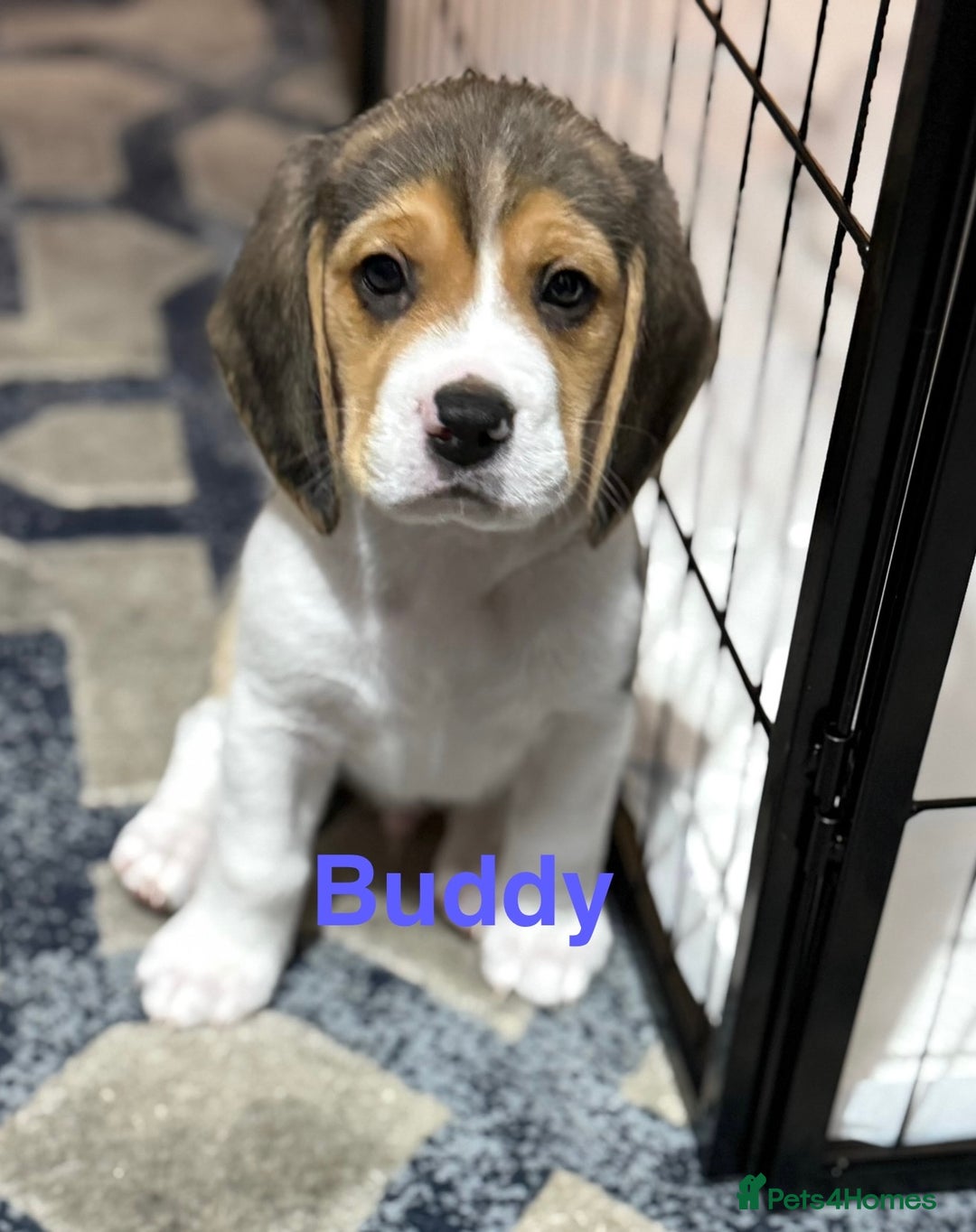 Beagle dogs for sale: Beagle puppies - Image 5
