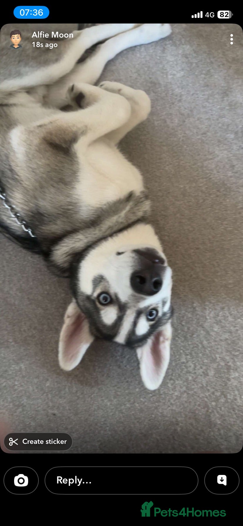 Siberian Husky dogs Siberian husky 9 months old  - Advert 5