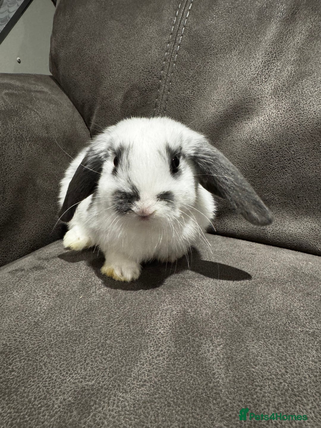 Mini Lop rabbits for sale: Gorgeous Mini Lops Available  - Advert 19