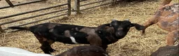 Goats livestock for sale: Selection of goats for sale  - Advert 3