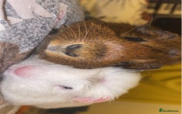Guinea Pig rodents for sale: Two Bonded Piggies Looking for a New Family - Image 4