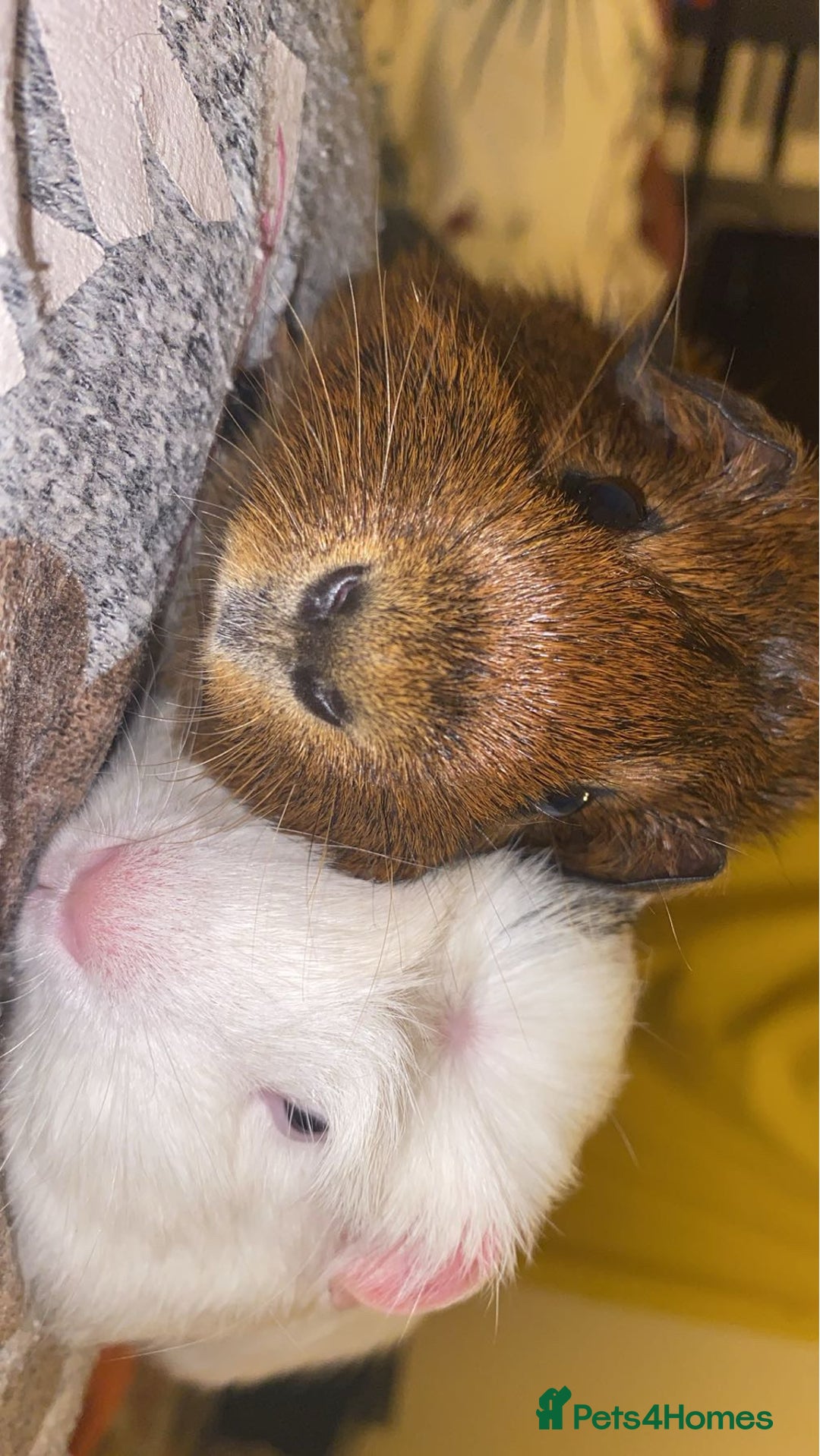 Guinea Pig rodents for sale: Two Bonded Piggies Looking for a New Family - Image 4