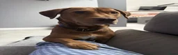 Mixed Breed dogs for adoption: Short Oso - Advert 22