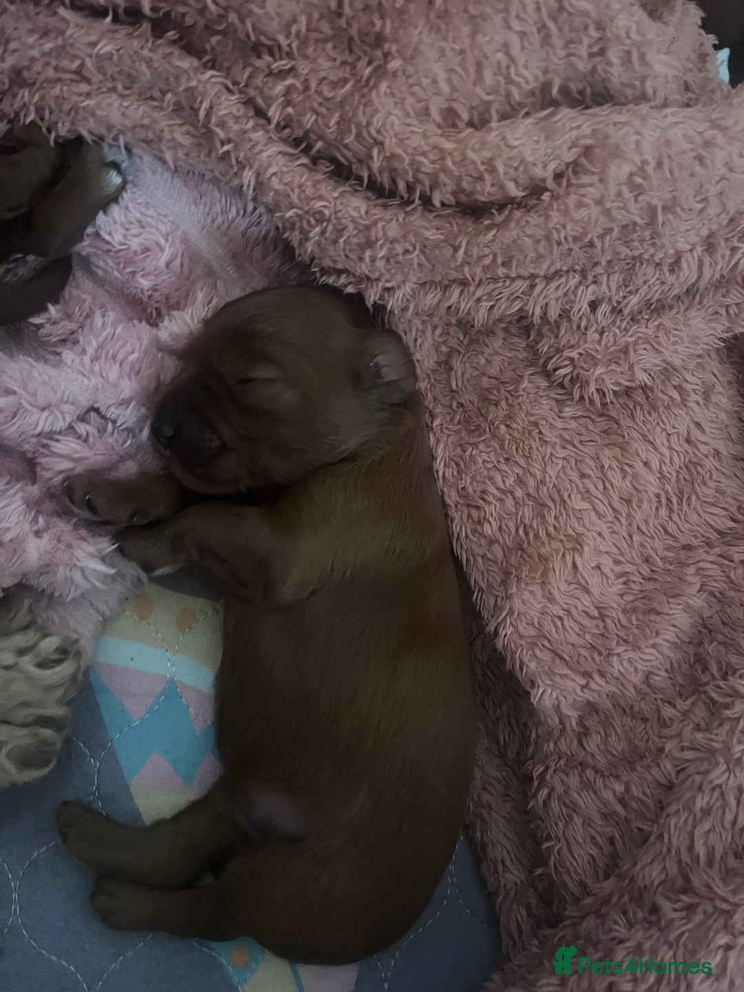 Cockapoo dogs for sale: Red Cockapoo 🐶 F1B looking for loving home 🥰 in London - Image 13