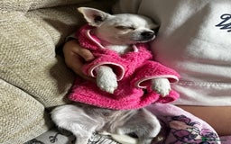 Chihuahua dogs for sale: female chihuahua - Image 3
