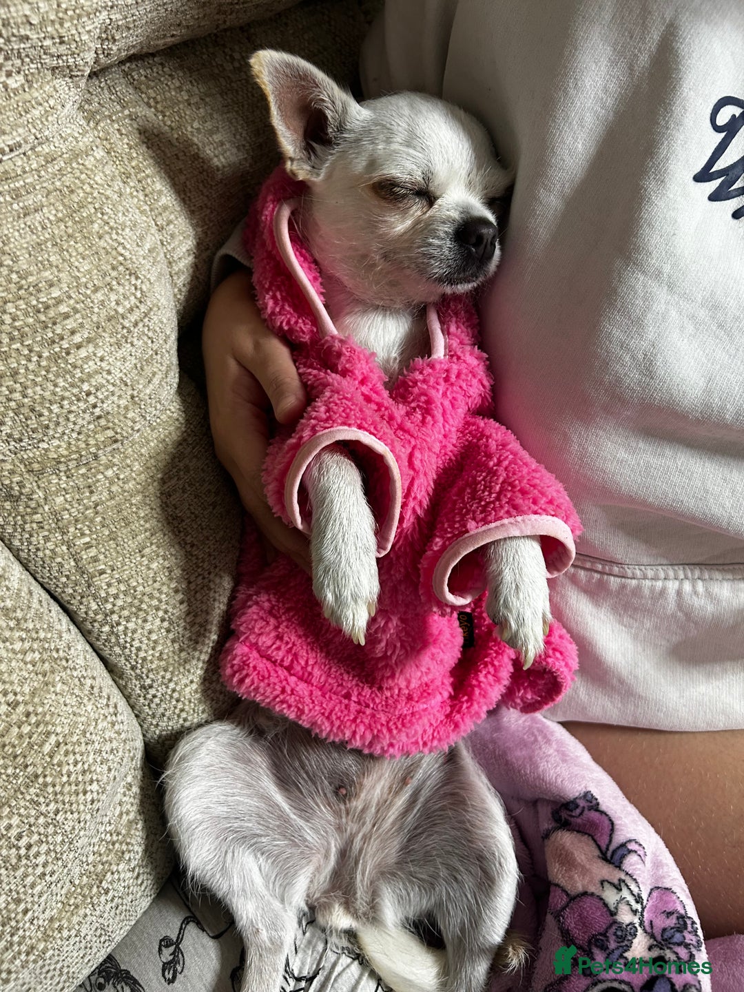 Chihuahua dogs for sale: female chihuahua - Image 3