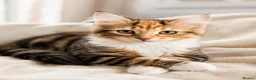 Siberian cats for sale: Two gorgeous Siberian kittens ready for a new home - Advert 1