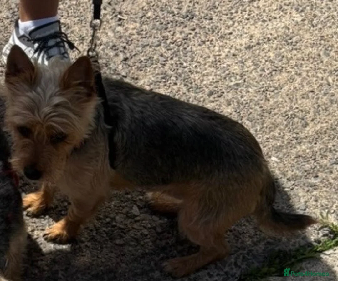 Yorkshire Terrier dogs for sale: Yorkshire Girl For Sale  - Advert 2